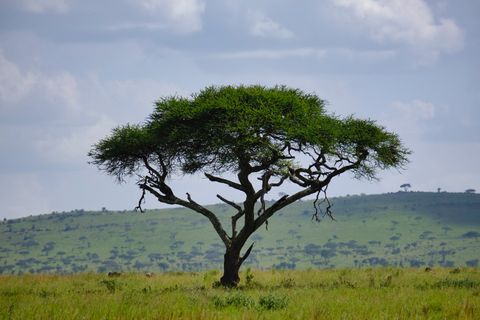 acacia tree