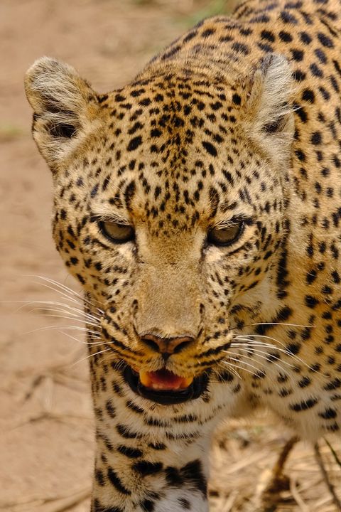 leopard staring at me