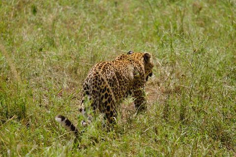 leopard walking away