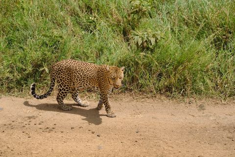 leopard walking on a road