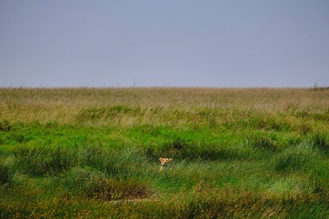 lion resting in the grass from a distance