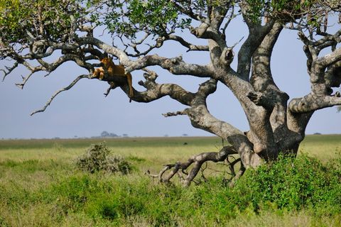 lion resting in tree from a distance