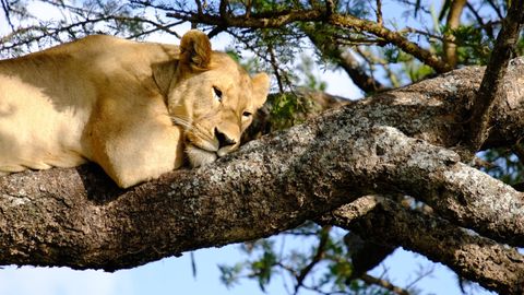 lion resting in tree