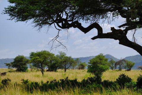 lion stalking wildebeest laying in a tree