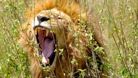 lion yawning