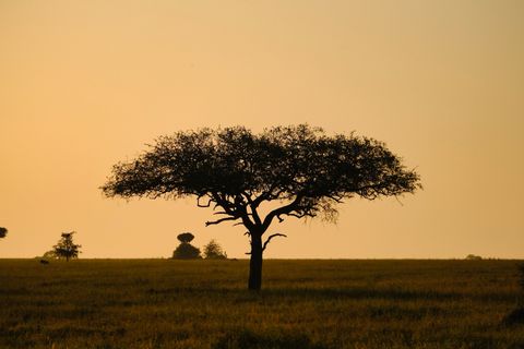 lonely acacia tree silhouette