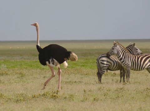 ostrich and two zebras