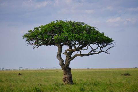 single acacia tree daylight