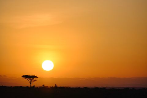 sunset with a single tree