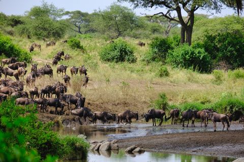 wildebeest migration