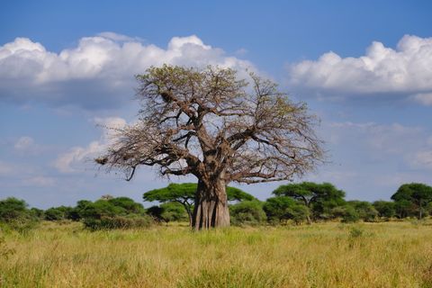 baobab tree in a field