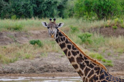 masai giraffe looking at camera