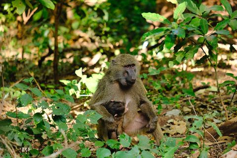 mother and son baboon