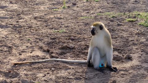 vervet blue balled monkey with long tail