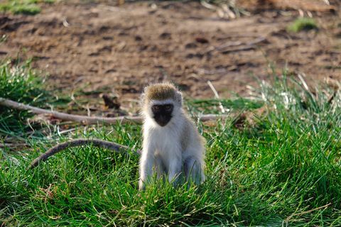 vervet monkey sitting in grass