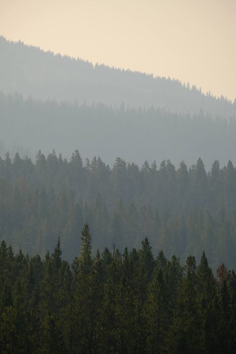 layered treelines