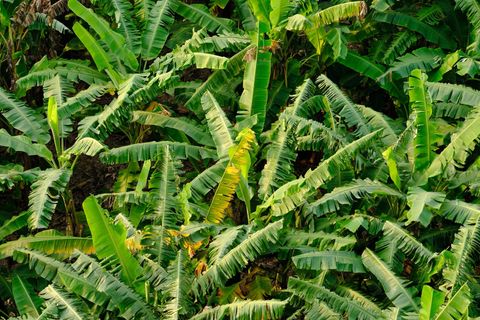 banana farm from above