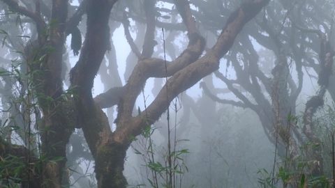 dense forest in fog