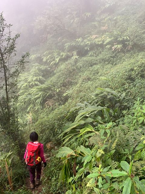 girl hiking in misty cardamom jungle