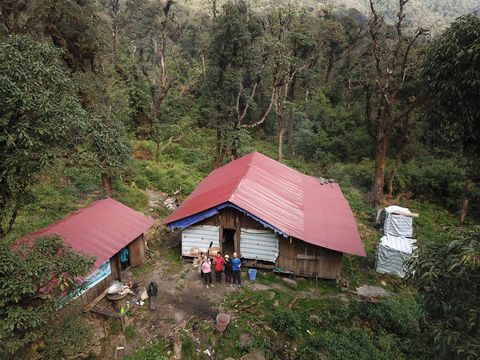 jungle shelter