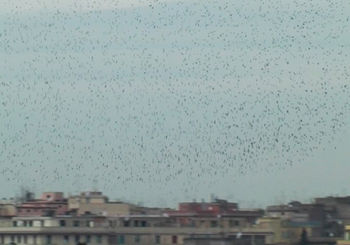 <p>curtain of birds</p>
