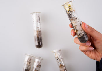 <p>Mycelium Growth on Contaminated Soil Samples</p>