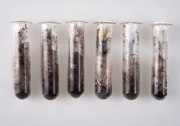<p>Observation of Mycelium Growth in Contaminated Soil Samples.</p>