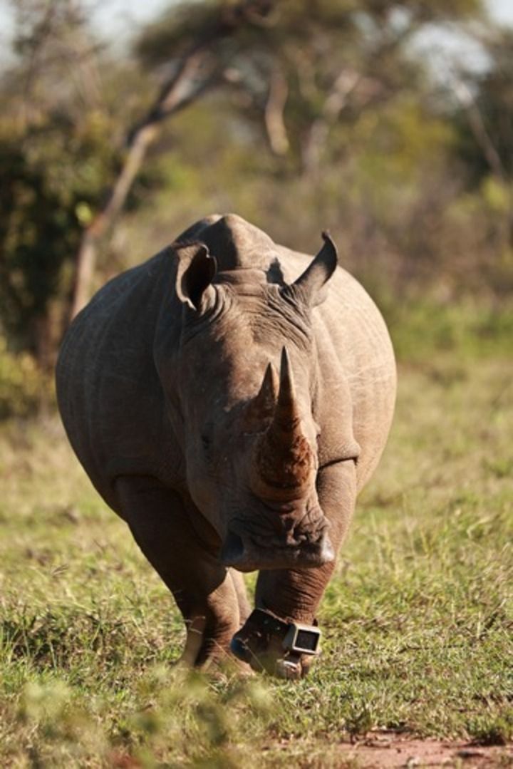 Close-up photo of a white rhino wearing a RhinoWatch
