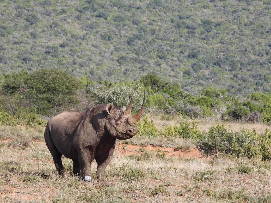 Photo of a black rhino wearing a RhinoWatch