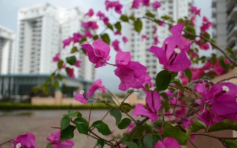 Female flatmate required in 2BHK  apartment  in Prestige Shantiniketan, Whitefield