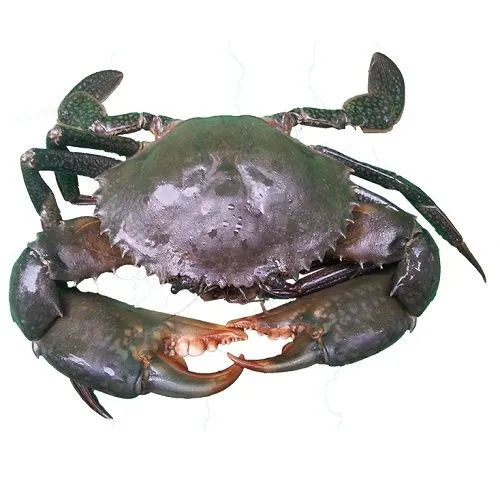 Jumbo Crab