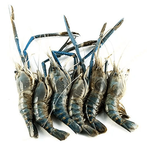 Galda Chingri/Large Scampi/Large Prawns