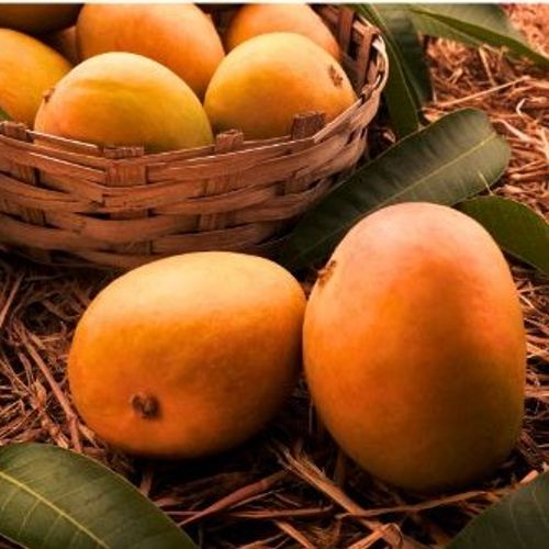 Ratnagiri Jumbo Alphonso Mango