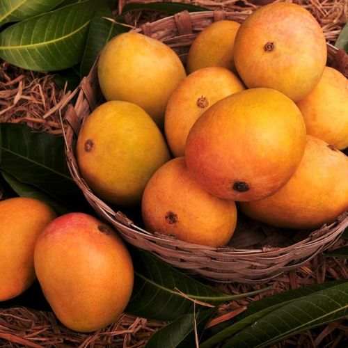 Ratnagiri Classic Alphonso Mangoes