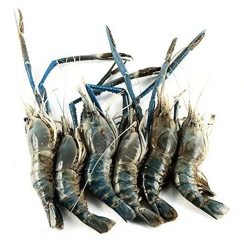 Galda Chingri/Large Scampi/Large Prawns (Deshelled + Deveined)