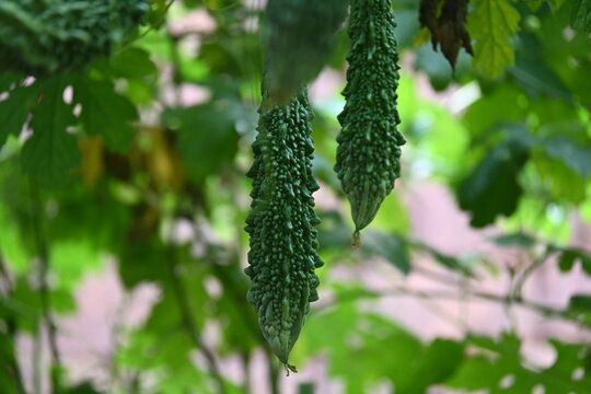 કારેલા - બિટર ગોર્ડ