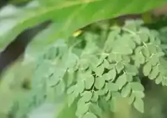 Moringa