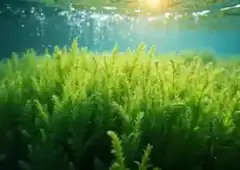 Spirulina