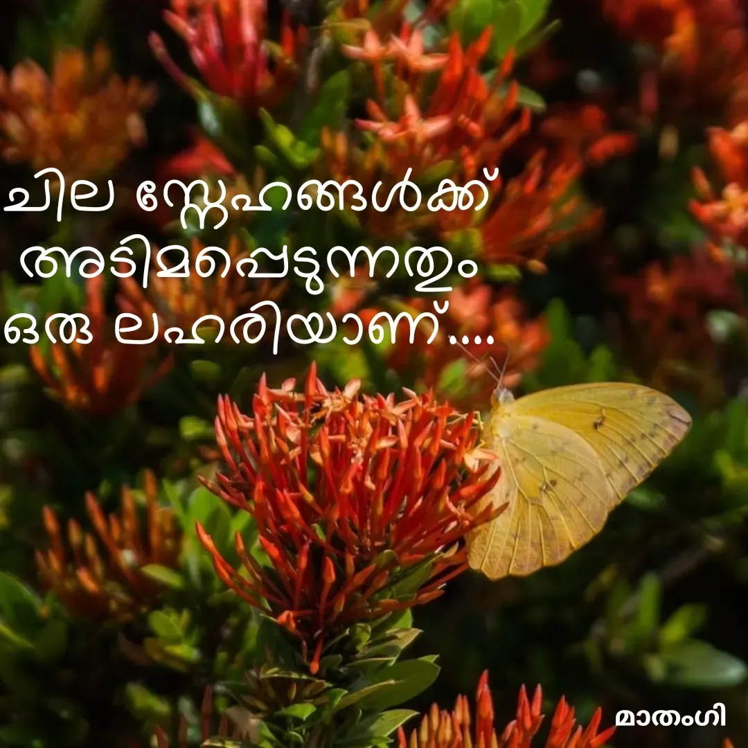 Quote by മാതംഗി - ചില സ്നേഹങ്ങൾക്ക് അടിമപ്പെടുന്നതും
ഒരു ലഹരിയാണ്.... - Made using Quotes Creator App, Post Maker App