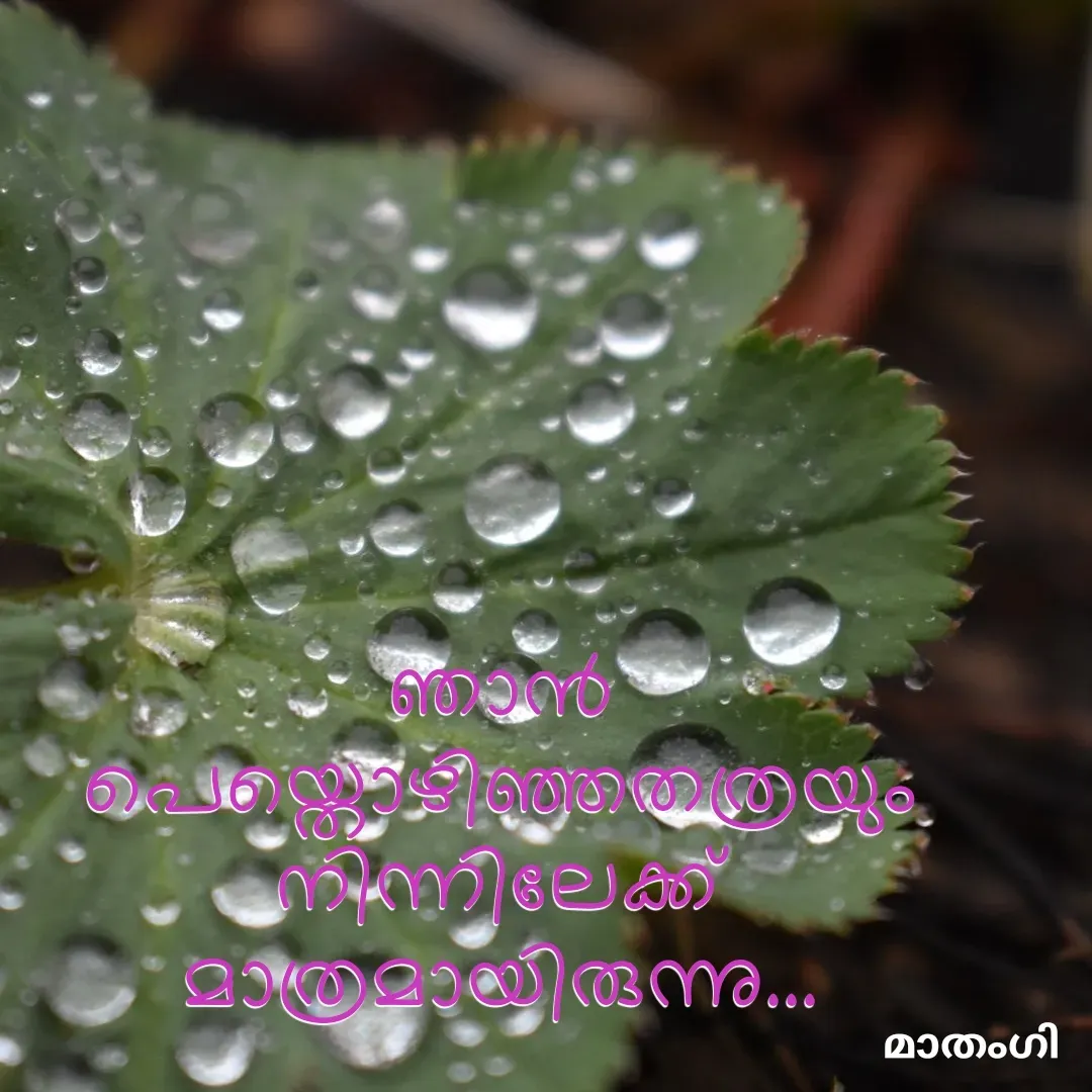 Quote by മാതംഗി - ഞാൻ പെയ്തൊഴിഞ്ഞതത്രയും
നിന്നിലേക്ക് മാത്രമായിരുന്നു... - Made using Quotes Creator App, Post Maker App
