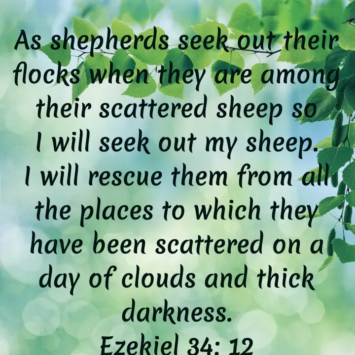 Quote by Felsi D'souza - As shepherds seek out their flocks when they are among their scattered sheep so I will seek out my sheep.          I will rescue them from all the places to which they have been scattered on a day of clouds and thick darkness.
Ezekiel 34: 12 - Made using Quotes Creator App, Post Maker App