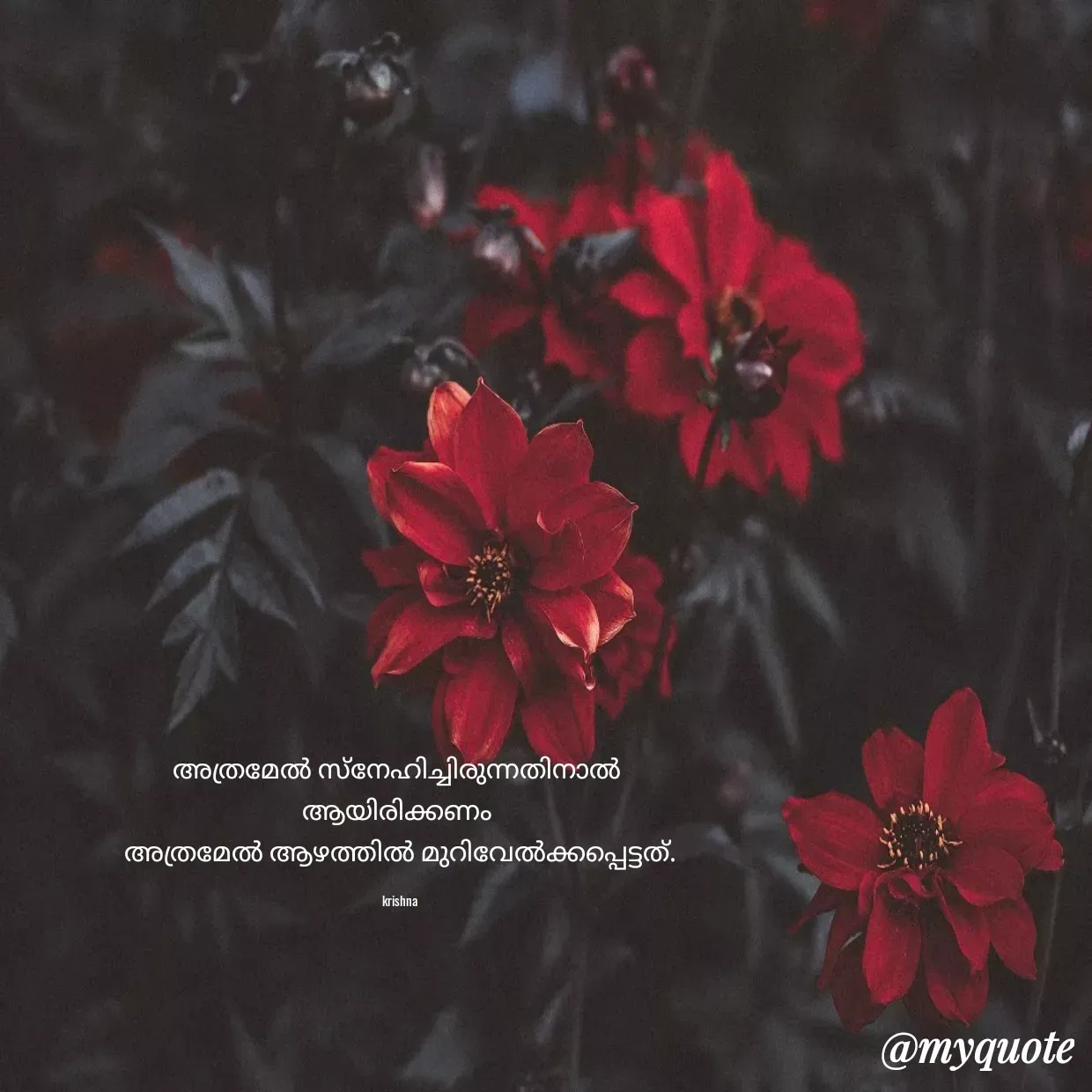 Quote by Krishna  - അത്രമേൽ സ്നേഹിച്ചിരുന്നതിനാൽ 
ആയിരിക്കണം 
അത്രമേൽ ആഴത്തിൽ മുറിവേൽക്കപ്പെട്ടത്.

krishna - Made using Quotes Creator App, Post Maker App