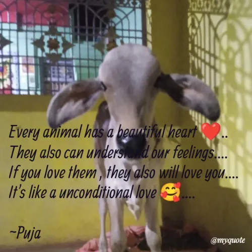 Quotes by PUJA BISOYI - Every animal has a beautiful heart ❤️..
They also can understand our feelings....
If you love them , they also will love you....
It's like a unconditional love 🥰....

~Puja