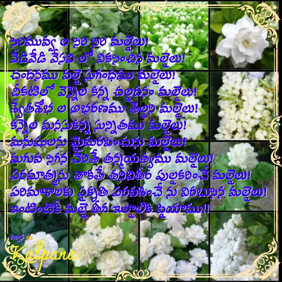 Quote by Kalpana - సిరిమువ్వ ల సిరి సిరి మల్లెలు!
వేడివేడి వేసవి లో వికసించిన మల్లెలు!
చందనము వల్లె సుగంధము మల్లెలు!
చీకటిలో వెన్నెల కన్న చల్లదనం మల్లెలు!
శ్వేతశోభ ల అభరణము తెల్లని మల్లెలు!
కన్నెల మనసుకన్న సున్నితము మల్లెలు!
మనుషులను మైమరపించును మల్లెలు!
మగువ సిగన చేరితే తన్మయత్వము మల్లెలు!
పరమాత్మను తాకితే తనివితీర పుల్లకరించే మల్లెలు!
పరిమళాలకు ప్రకృతి పరవశించే ను విరబుసిన మల్లెలు!
ఇంటింటికీ మల్లె తీగ ఇల్లాలికి ప్రియాము!! 


కల్పన ✍ - Made using Quotes Creator App, Post Maker App