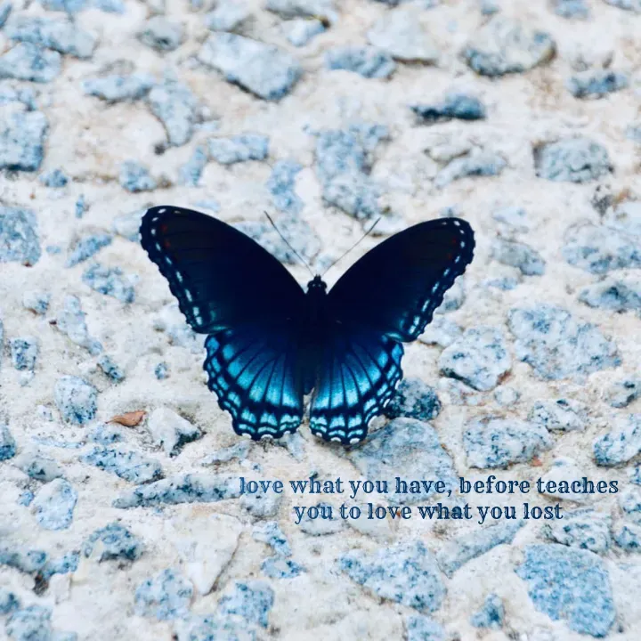 Quote by NANDANA N - love what you have, before teaches
you to love what you lost - Made using Quotes Creator App, Post Maker App