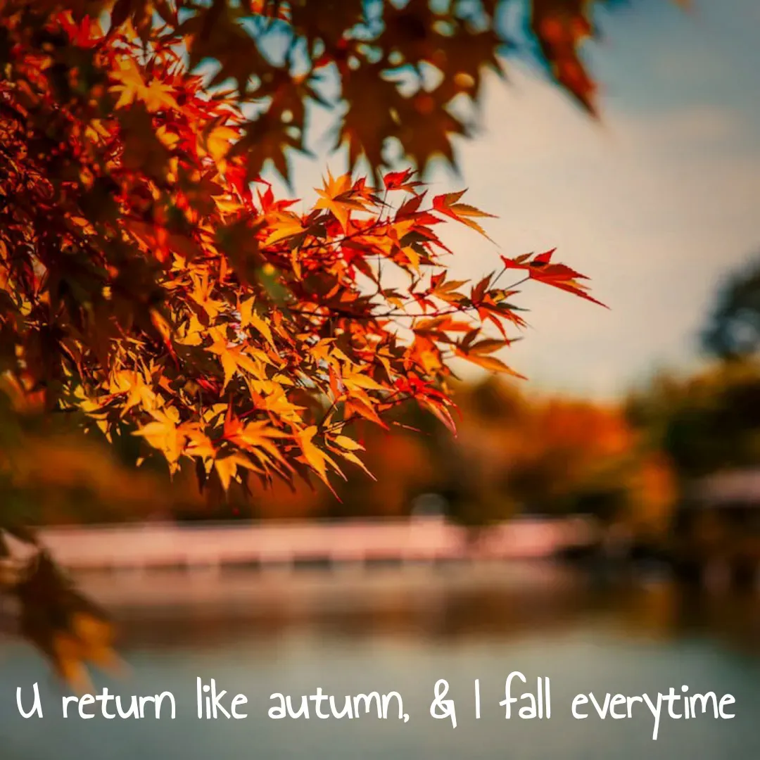 Quote by Sonalika Samantaray - U return like autumn, & I fall everytime - Made using Quotes Creator App, Post Maker App