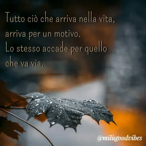 Quote by Milù Goodvibes -  - Made using Quotes Creator App, Post Maker App