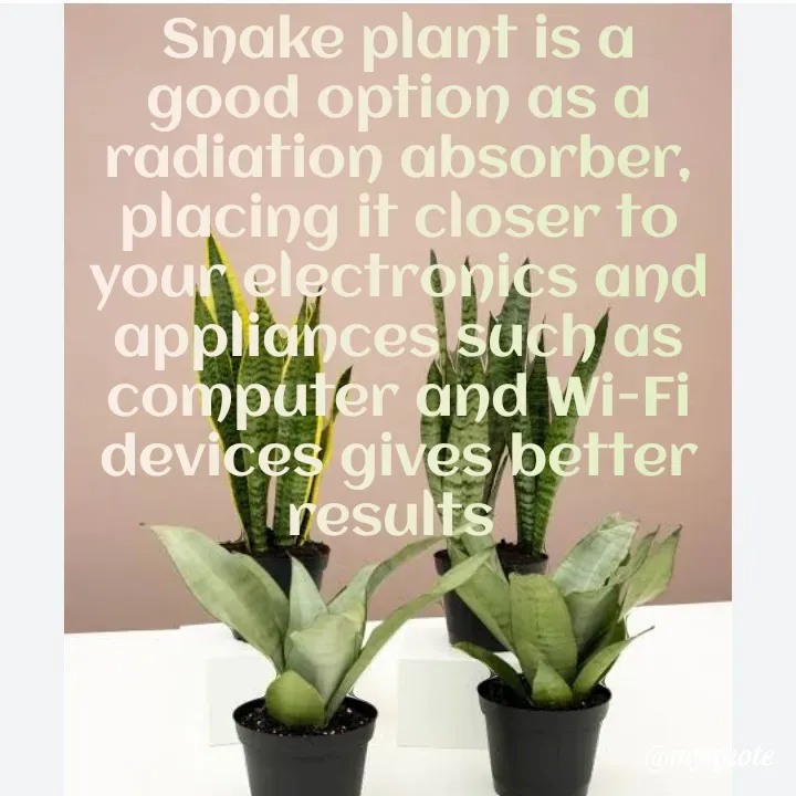 Quote by Hyma Reddy - Snake plant is a good option as a radiation absorber, placing it closer to your electronics and appliances such as computer and Wi-Fi devices gives better results 

 - Made using Quotes Creator App, Post Maker App