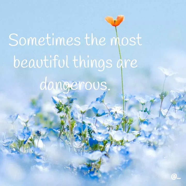 Quote by Miss Girl - Sometimes the most beautiful things are dangerous. - Made using Quotes Creator App, Post Maker App