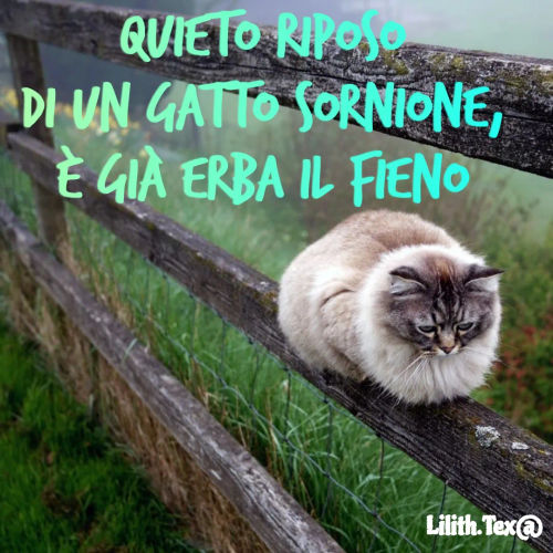 Quote by Simona Rosa - Quieto riposo
di un gatto sornione,
è già erba il fieno - Made using Quotes Creator App, Post Maker App